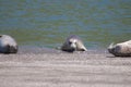 Alifornia. Seals are on the mouth of the Russian River